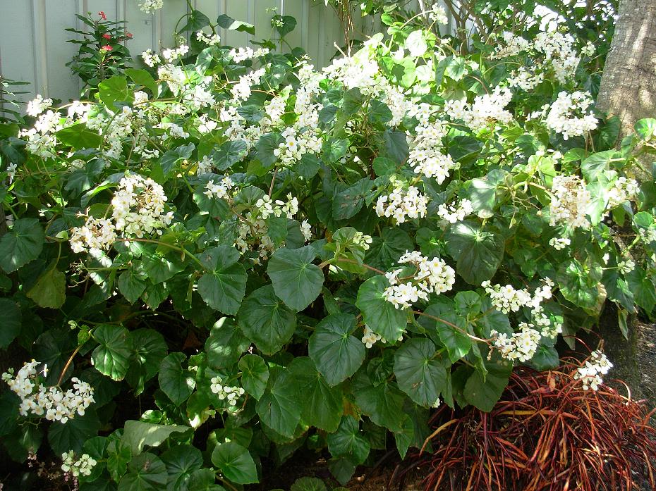 B. ‘Odorata Alba’